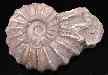 Ammonites