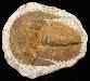 Cambropallas