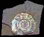 English Ammonites