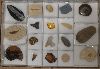 Fossil collections