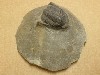 Cornoproteus