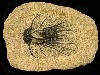 Dicranurus