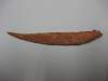 Shark Dorsal Spine
