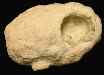 Other Fossils