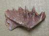 Lungfish Tooth