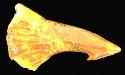 Sawfish Rostral Spine