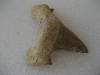 Otodus Obliquus