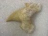 Serratolamna ascheroni