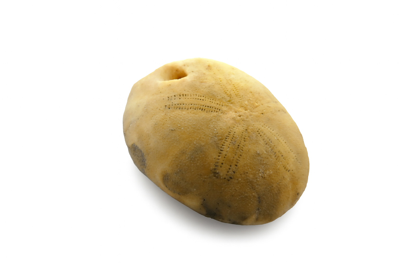 Echinoid.