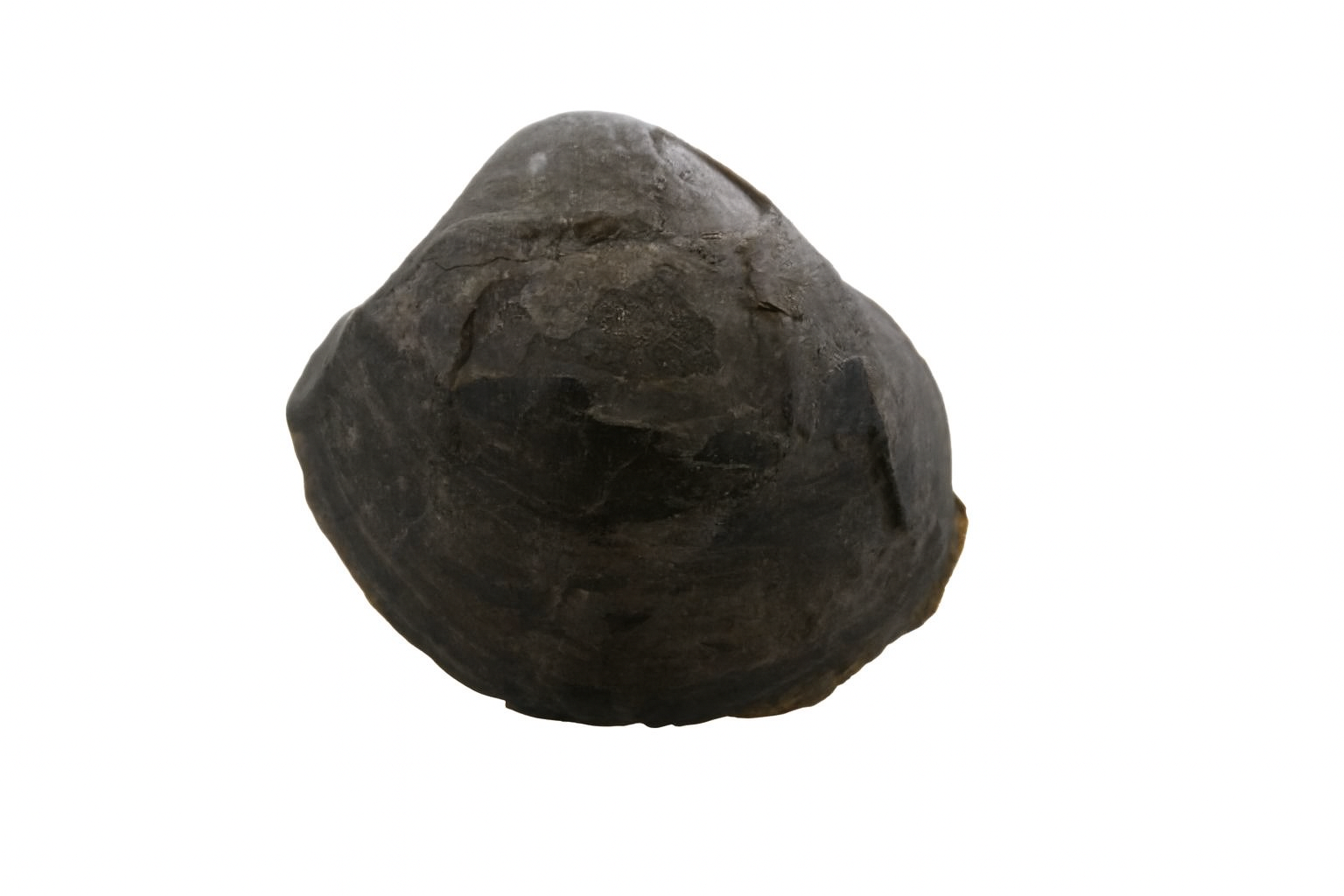 Brachiopod.