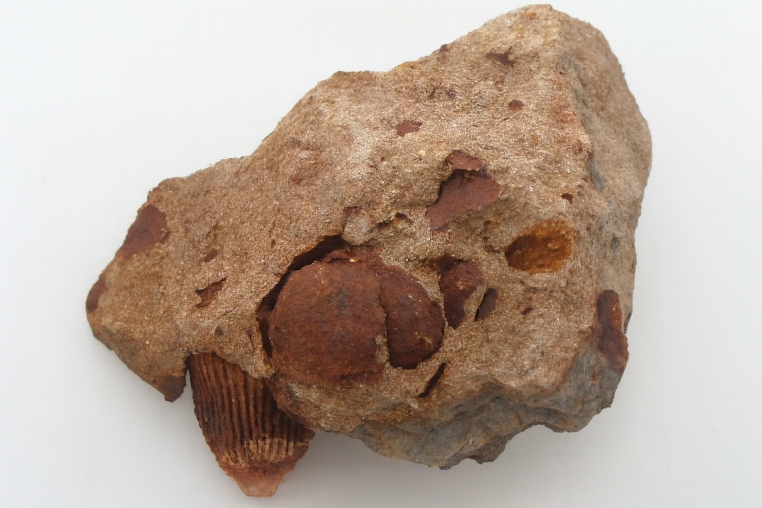 Rugose Coral.