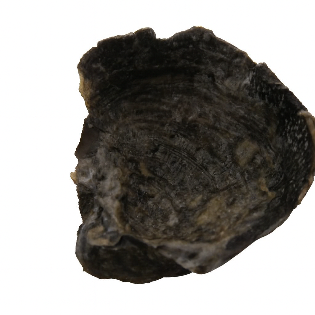 Brachiopod.