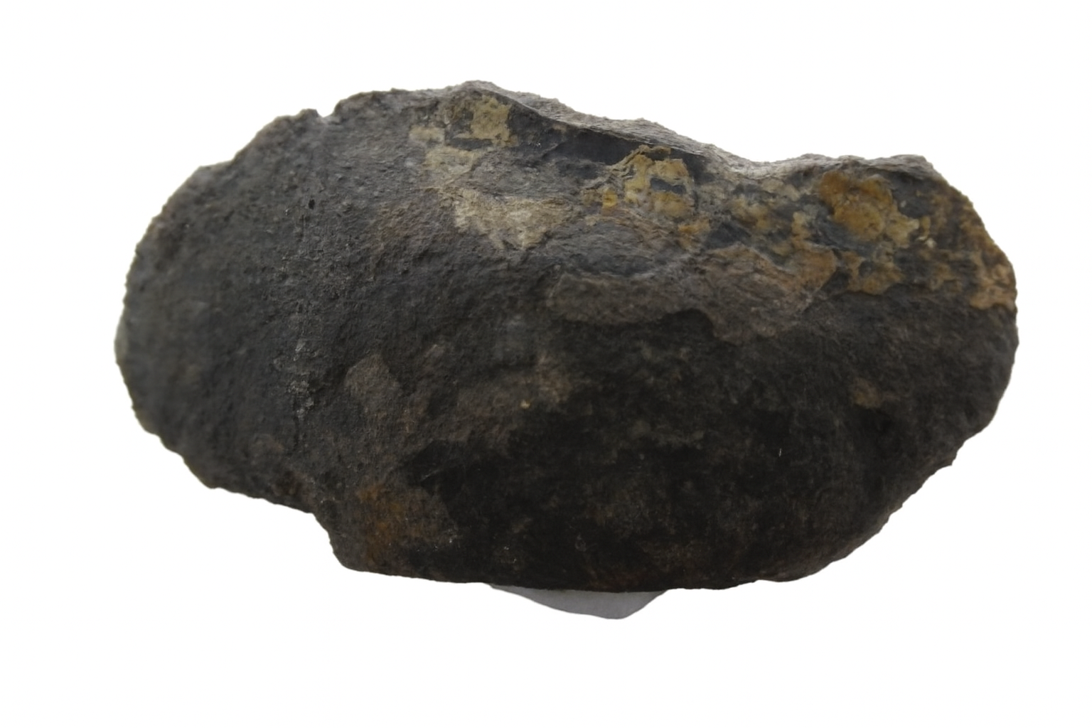 Bivalve.