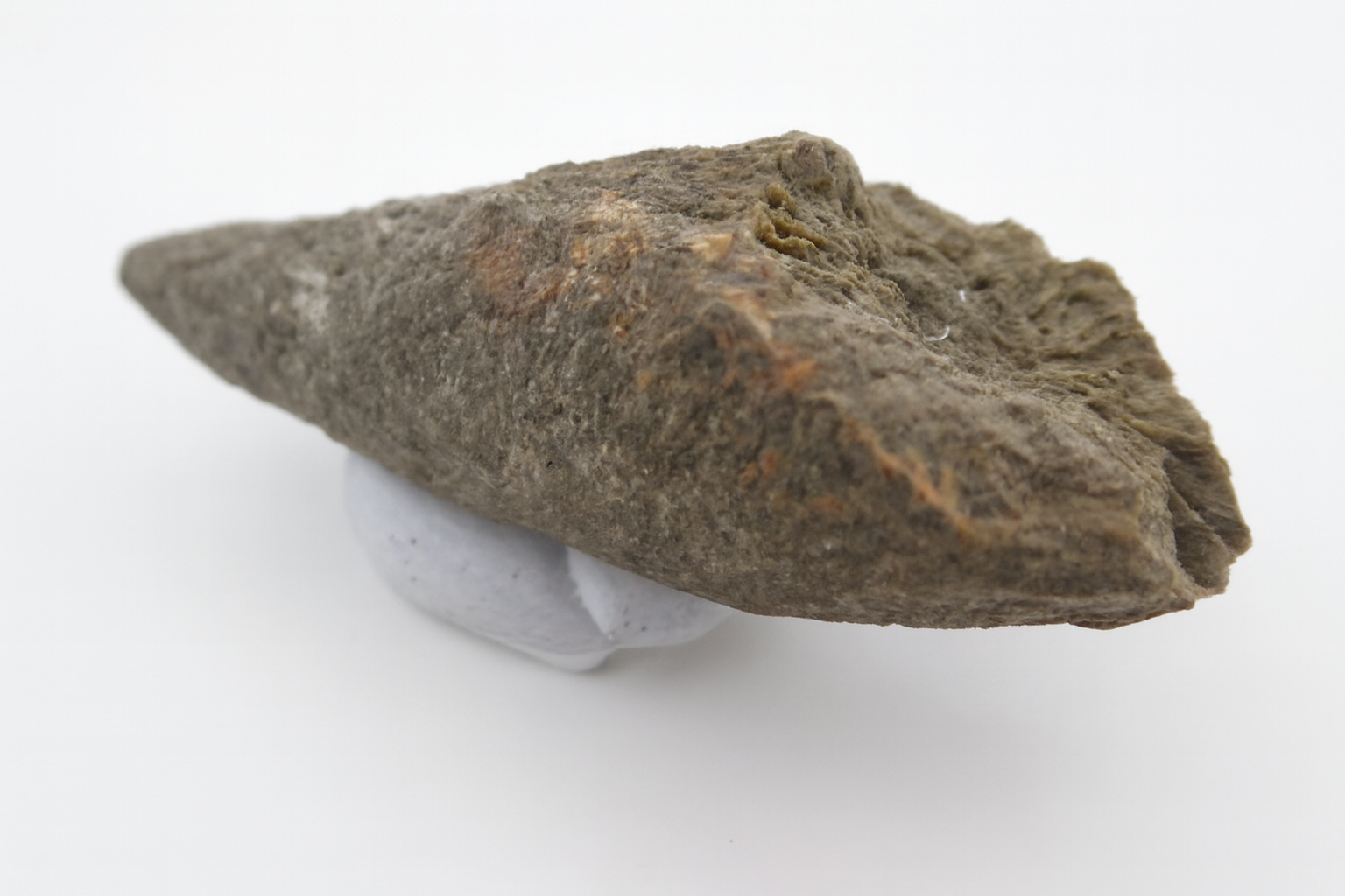 Rugose Coral.