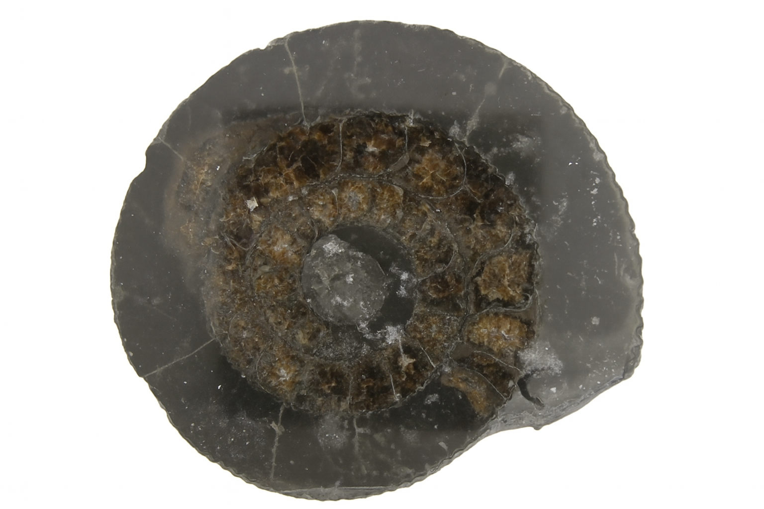 Dactylioceras.