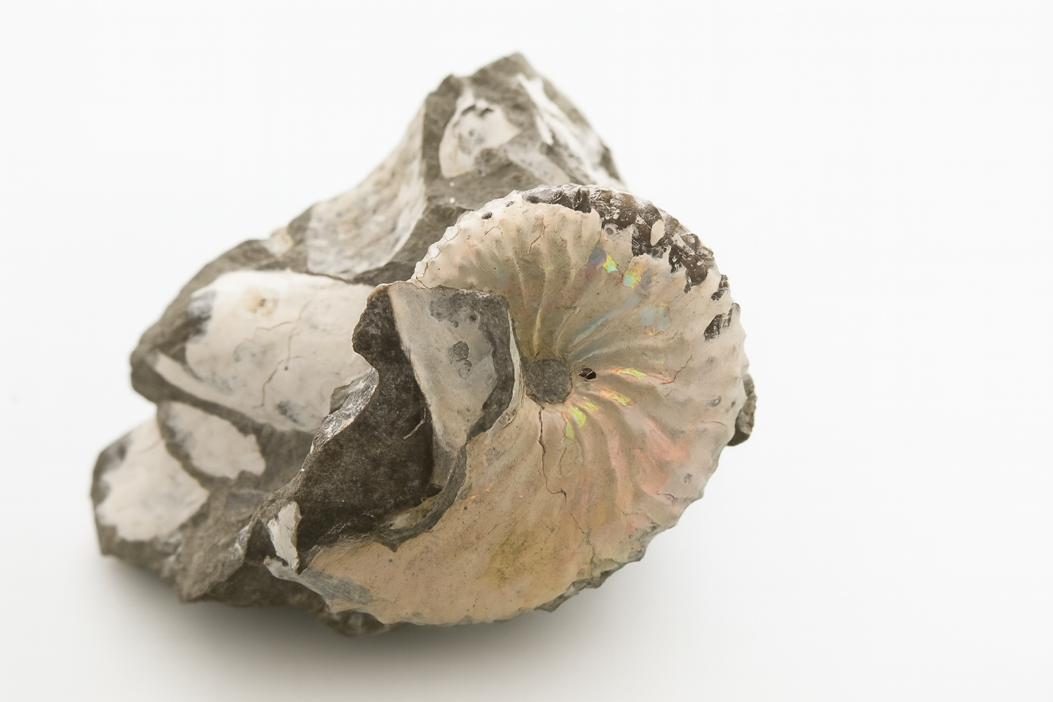 USA Ammonites