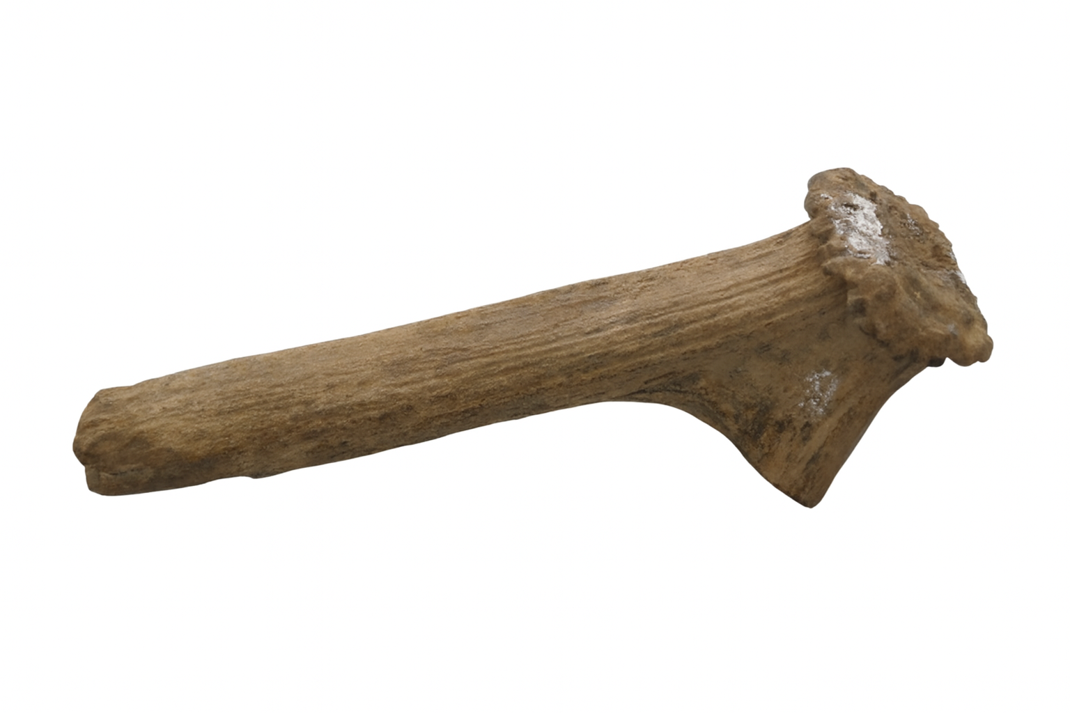 Antler