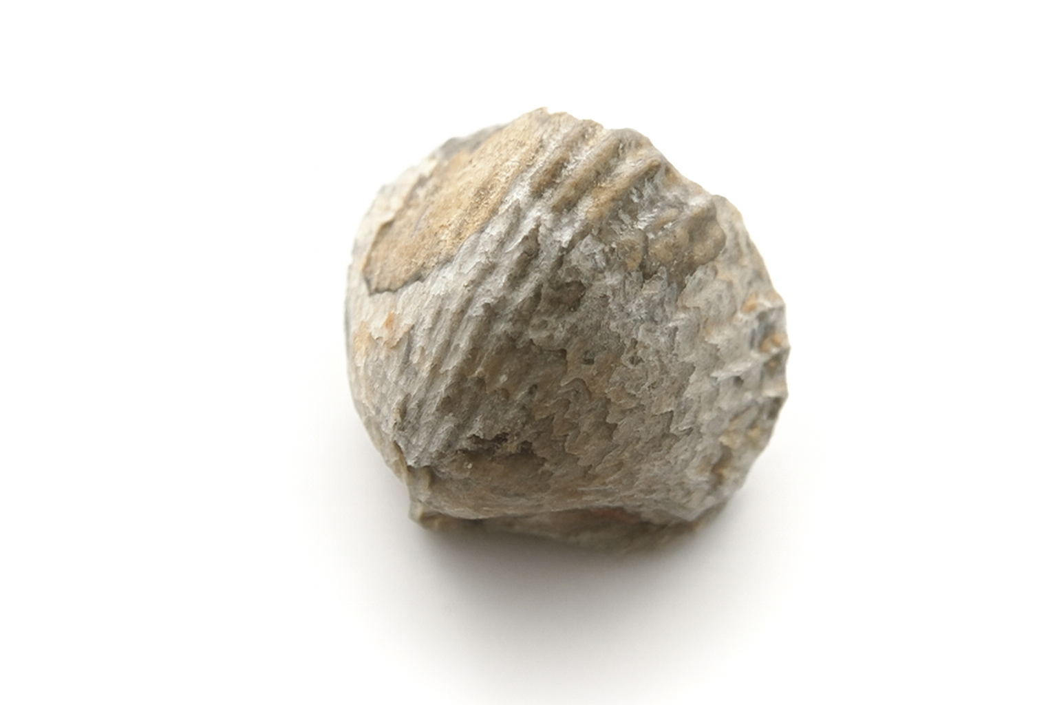 Brachiopod.