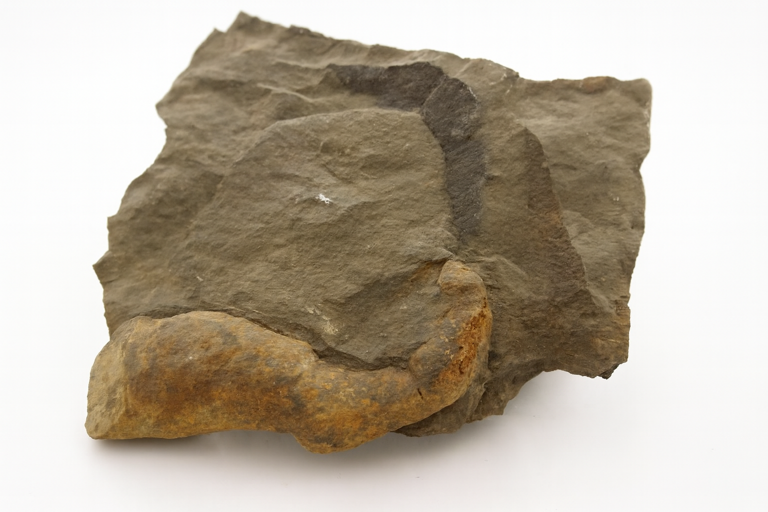 Rugose Coral.