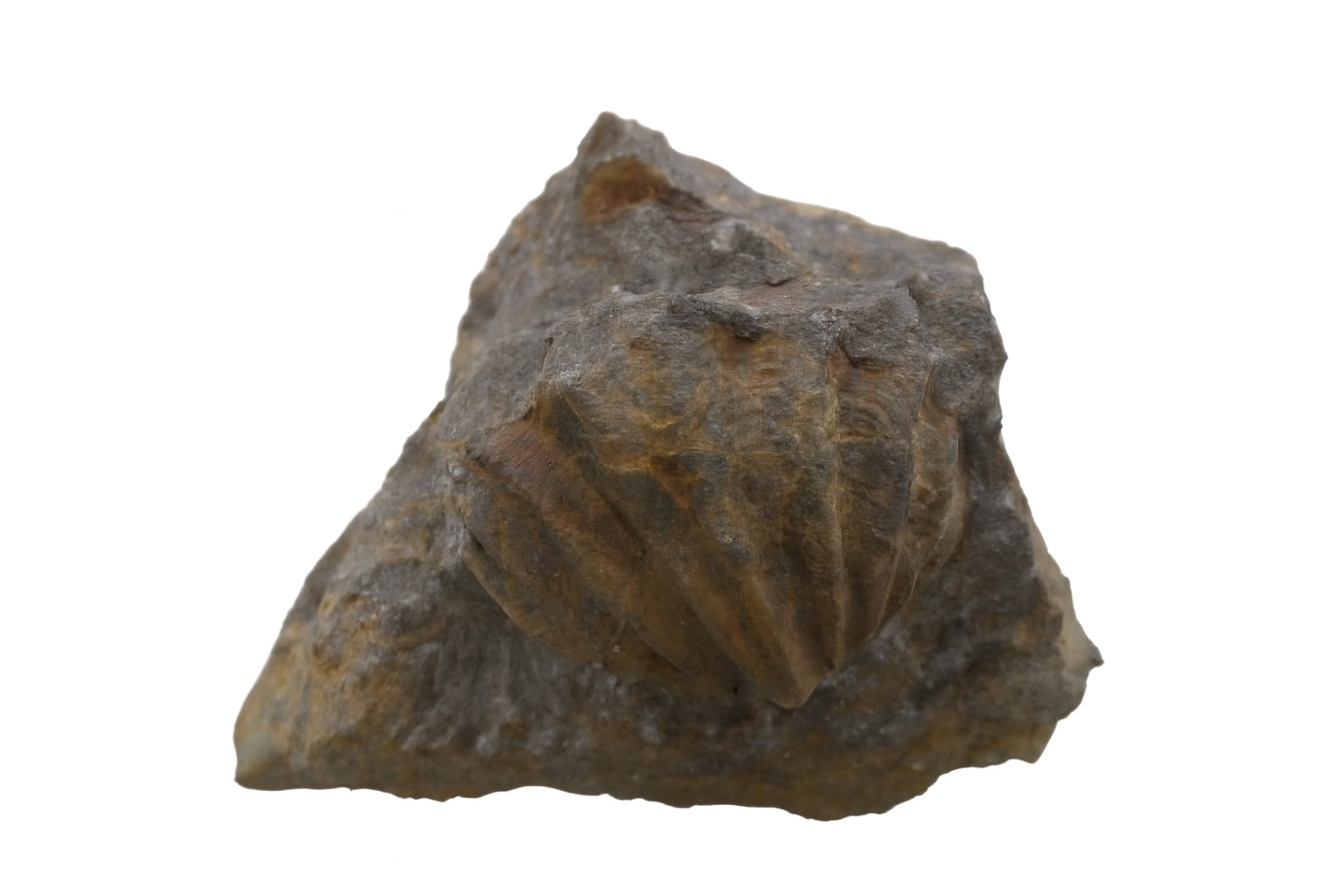 Brachiopod.