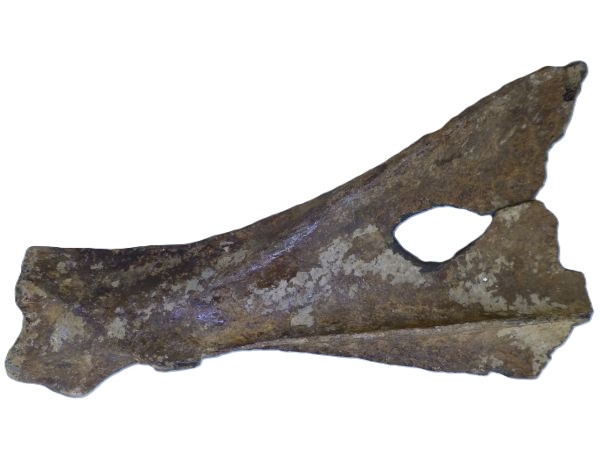 Bison Bone.