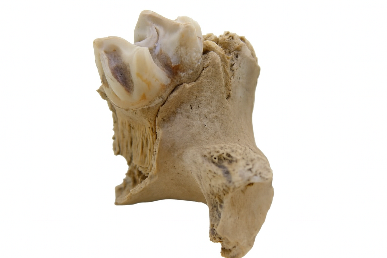 Kangaroo Tooth.