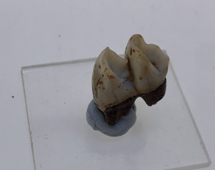 Kangaroo Tooth.