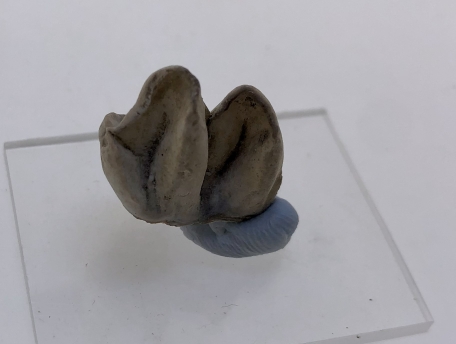 Kangaroo Tooth.