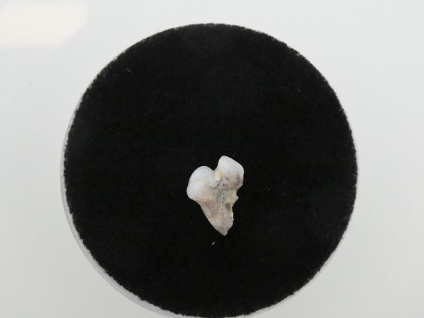 Kangaroo Tooth.