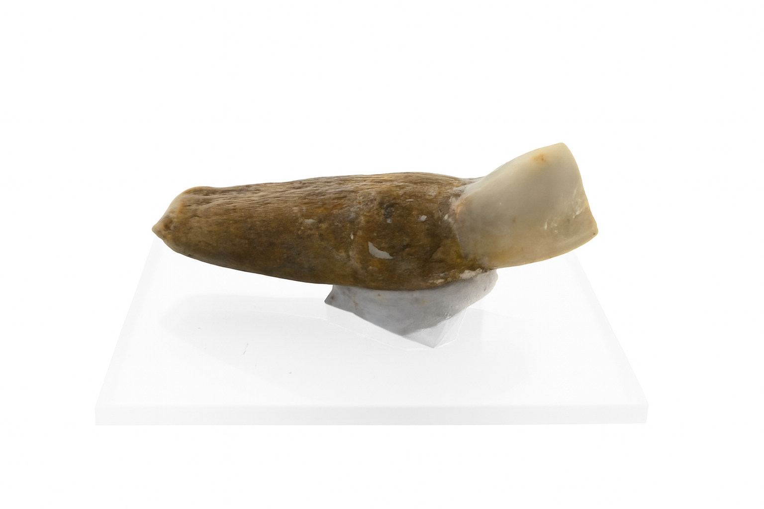 Kangaroo Tooth.