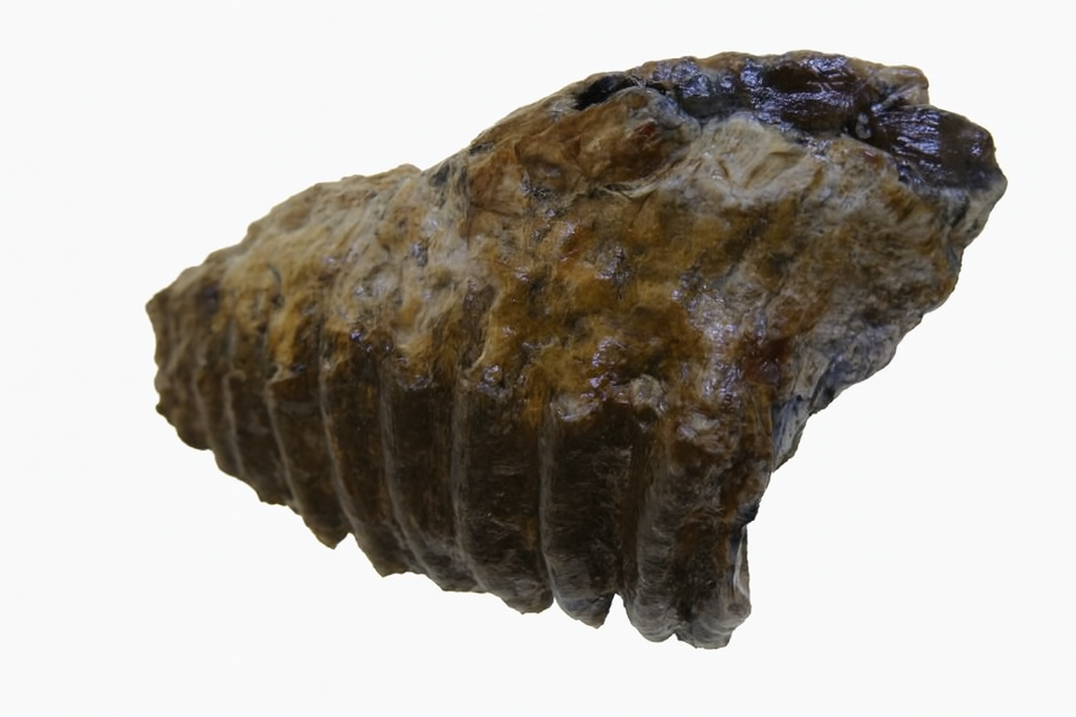 Mammoth Tooth.