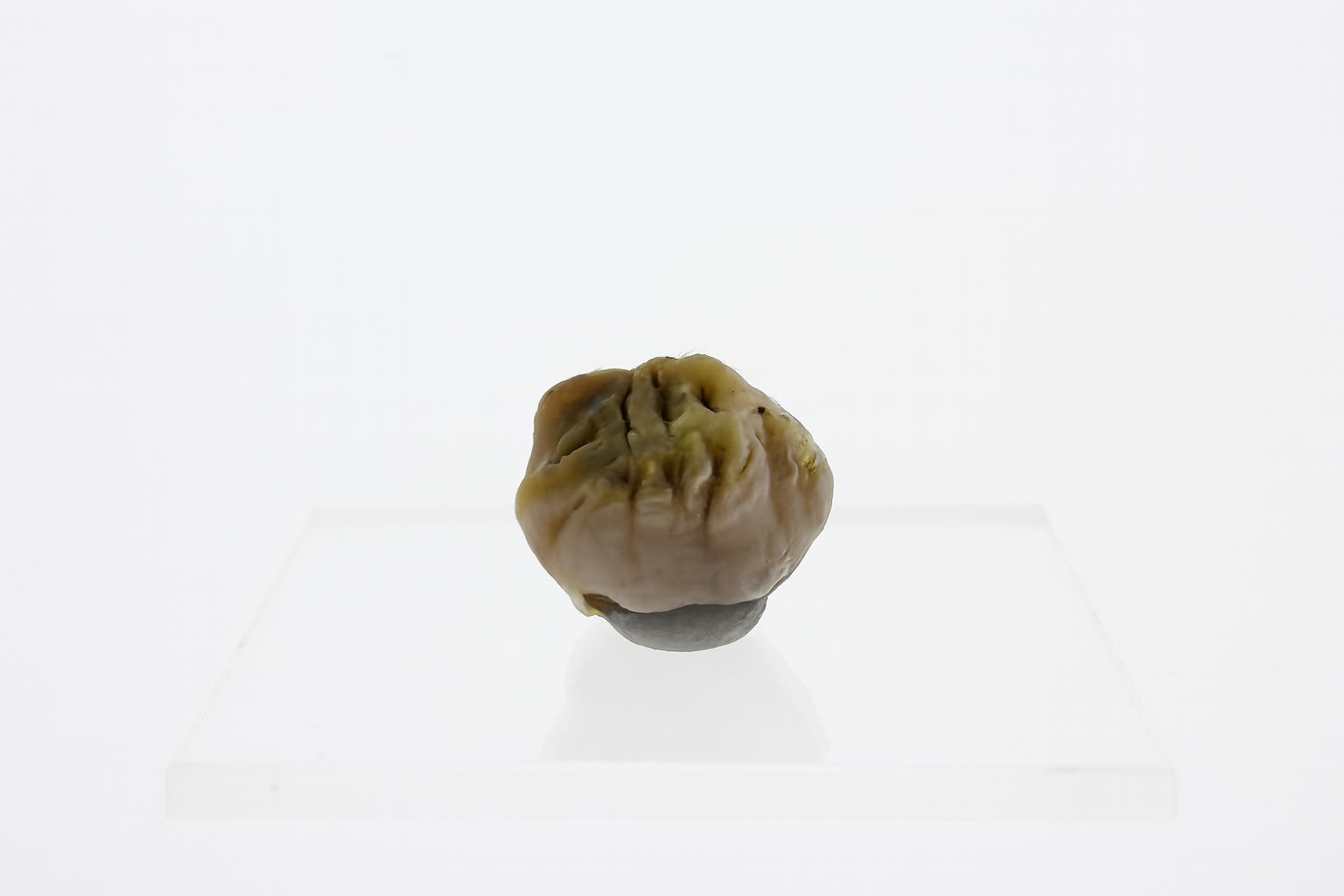 Kangaroo Tooth.