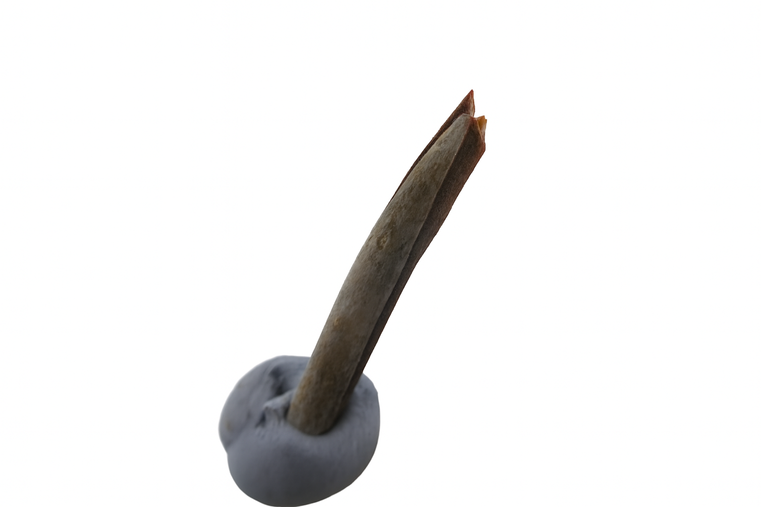 Kangaroo Tooth.
