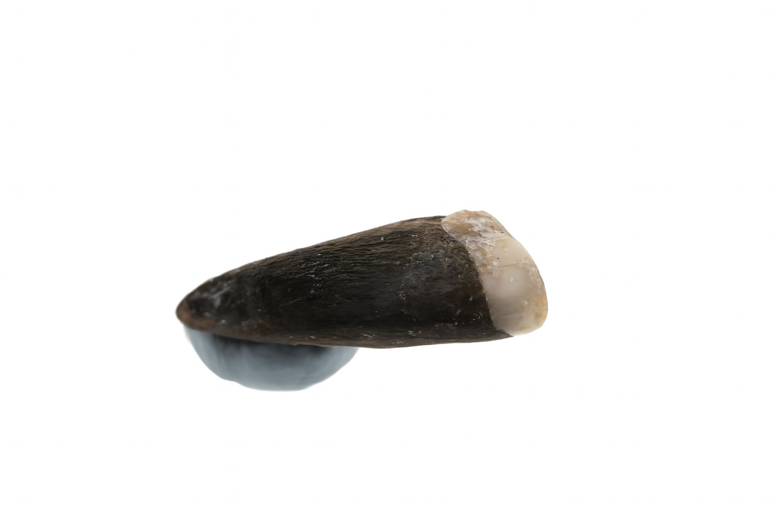 Kangaroo Tooth.