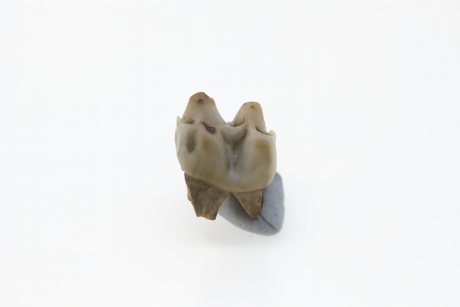 Kangaroo Tooth.