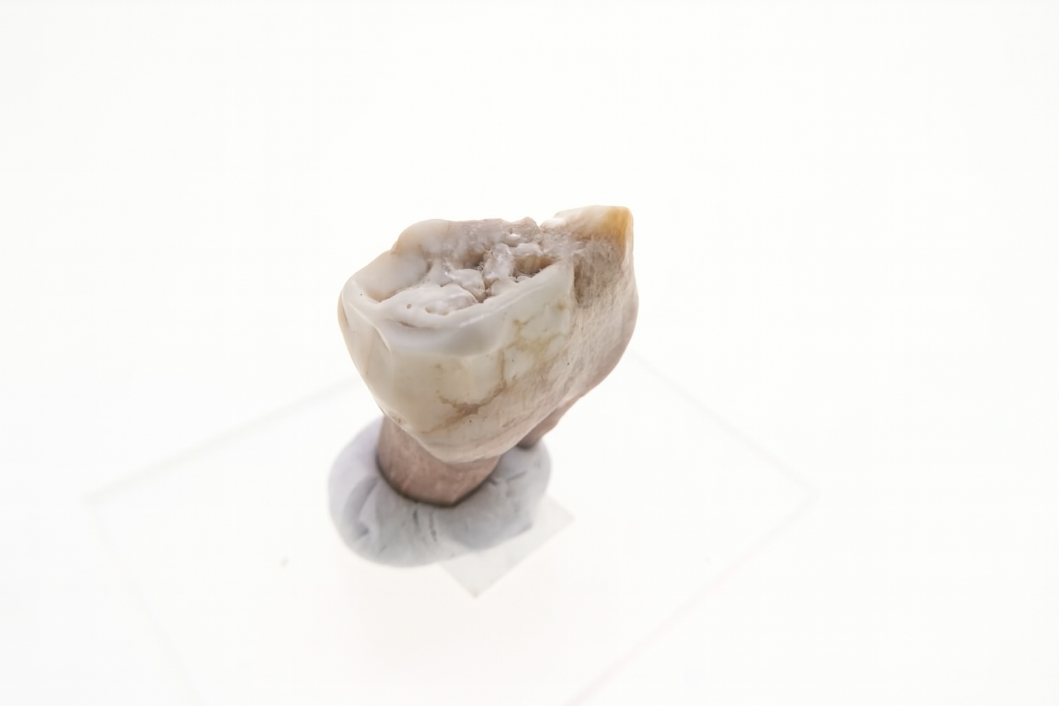 Kangaroo Tooth.