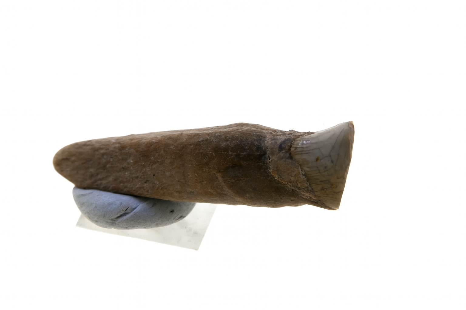Kangaroo Tooth.