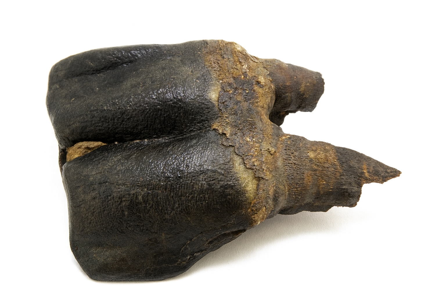 Woolly Rhino Tooth.