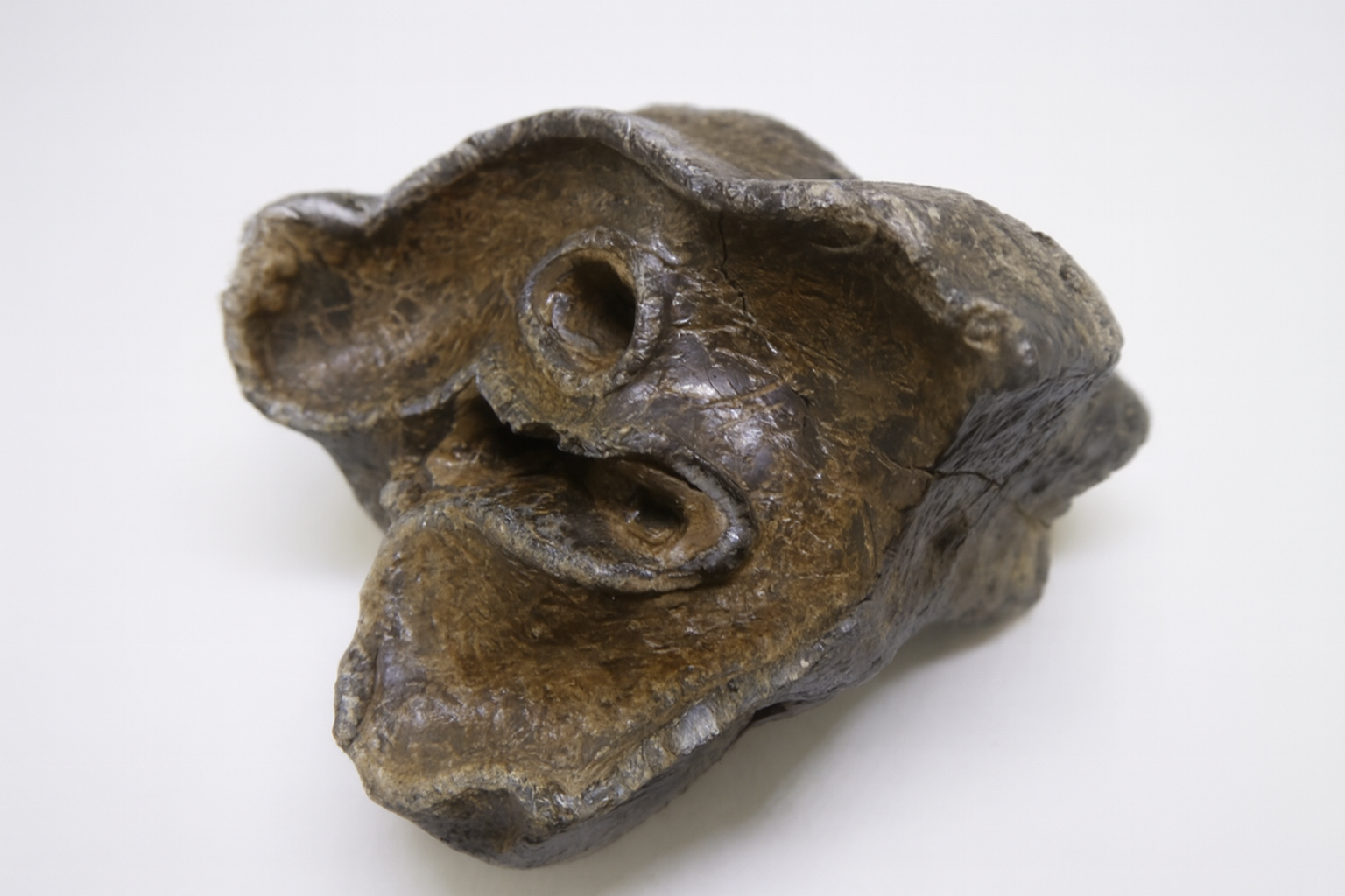 Woolly Rhino Tooth.
