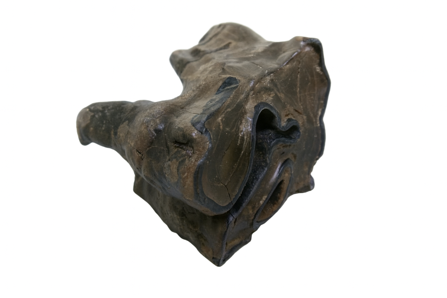Woolly Rhino Tooth.