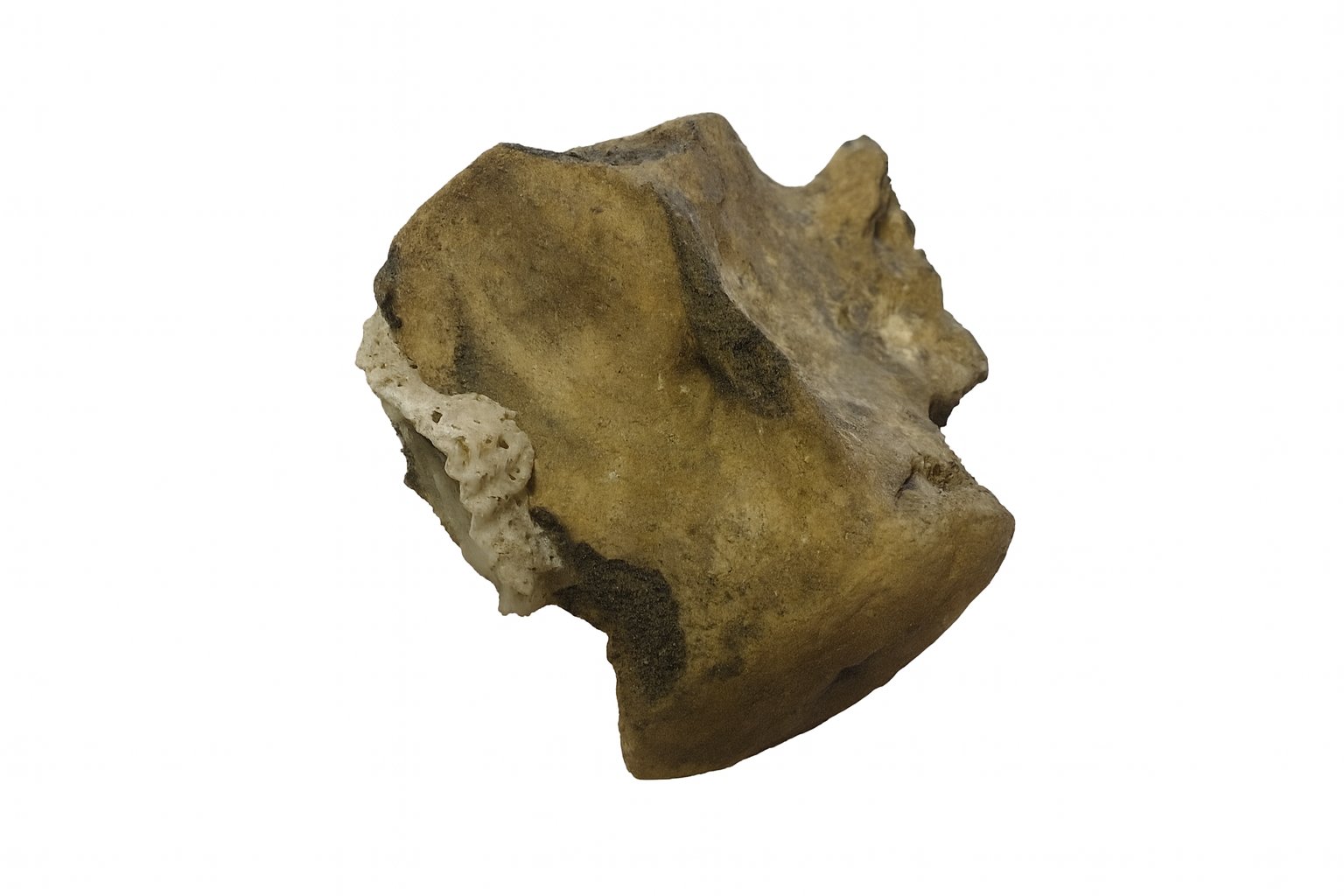 Whale Vertebrae.