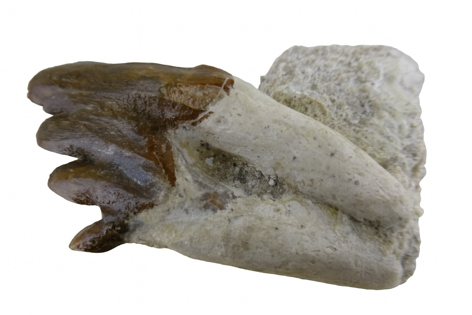 Whale tooth