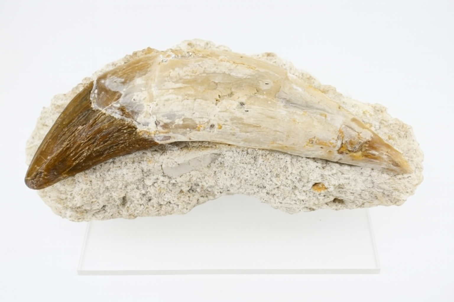 Whale tooth