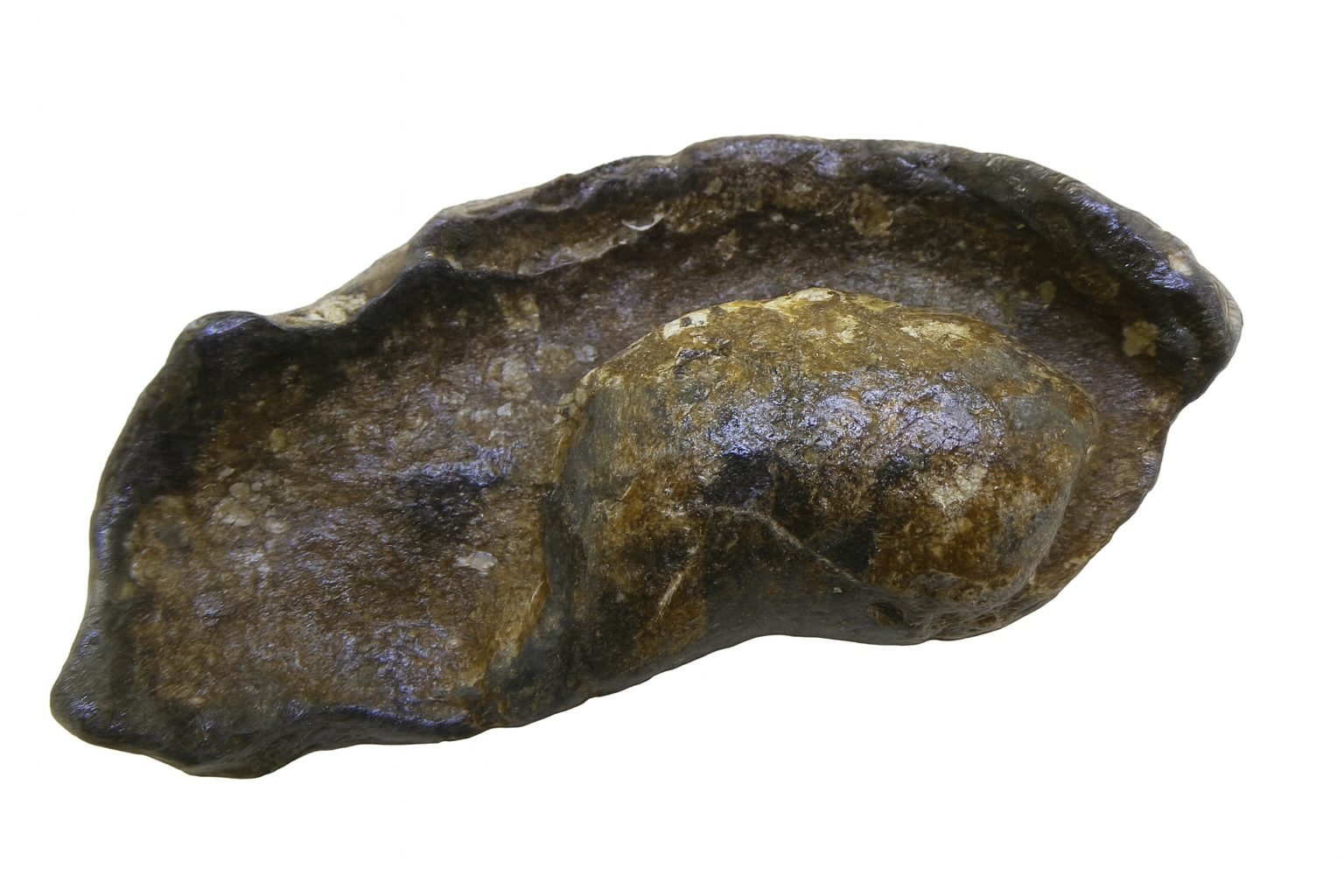 Whale Earbone.
