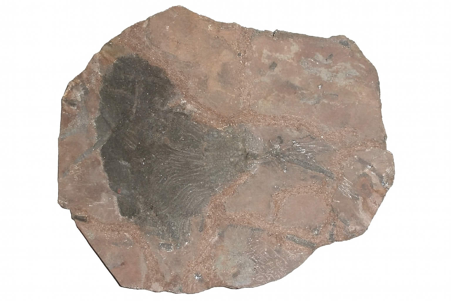 Scyphocrinites elegans.