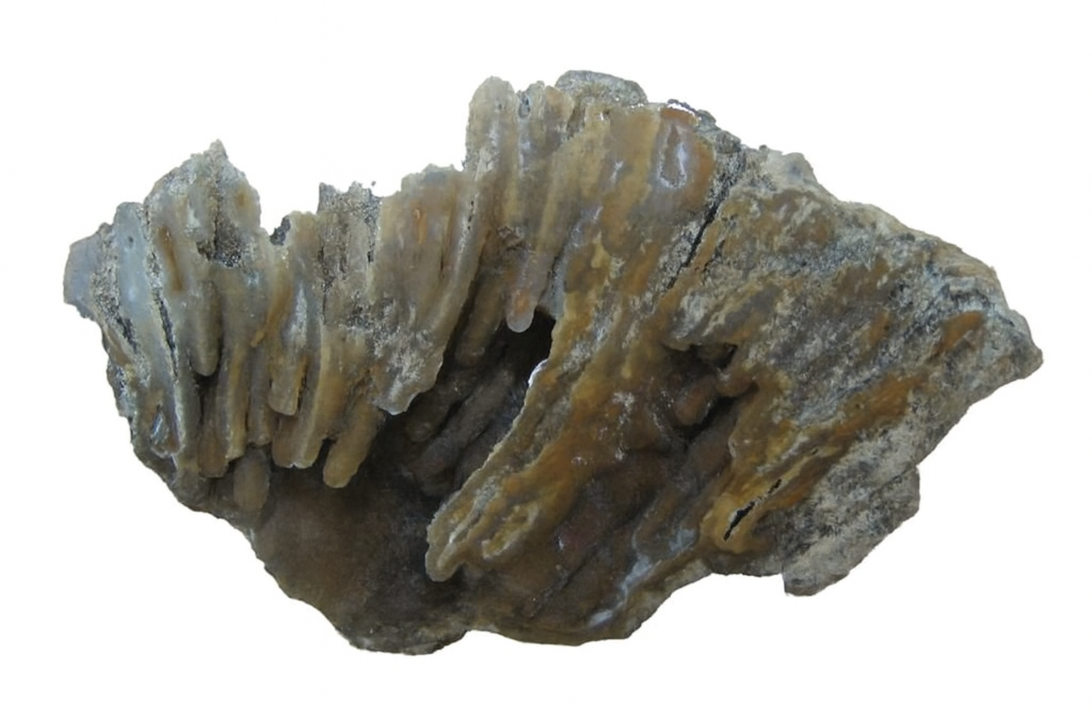 Agatised Coral.