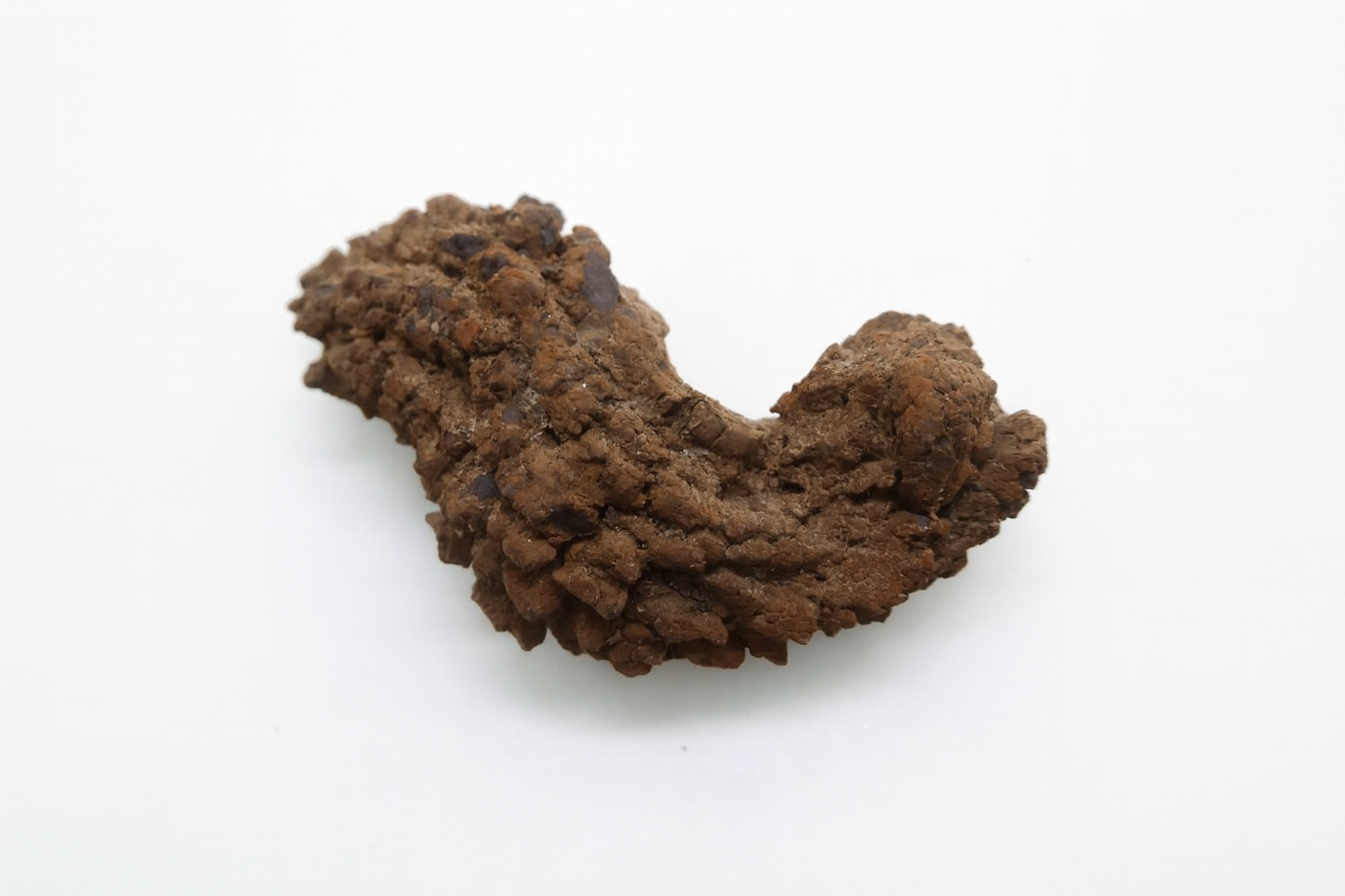 Coprolites.