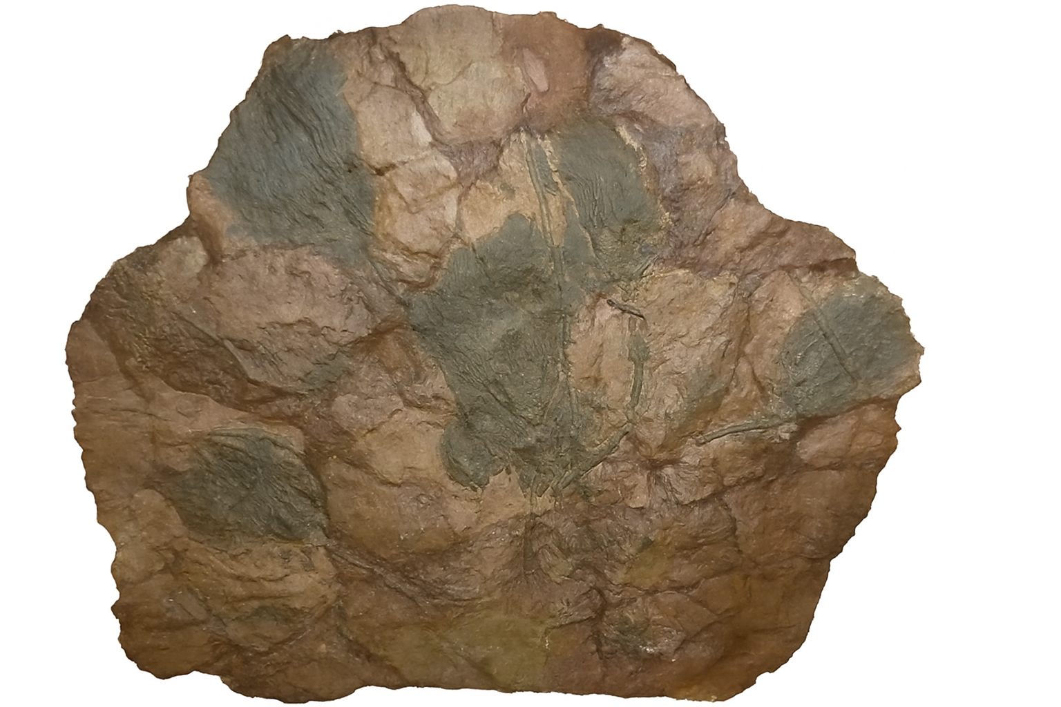 Scyphocrinites elegans.