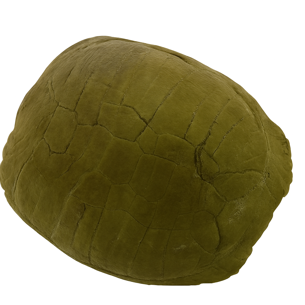 Turtle.
