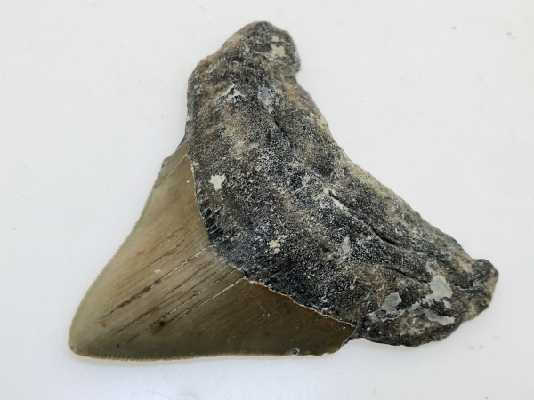 Partial Carcharocles Megalodon Tooth.